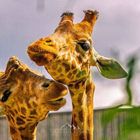 #2079 · Zoo Dresden