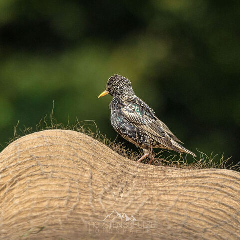 #2095 · Zoo Dresden