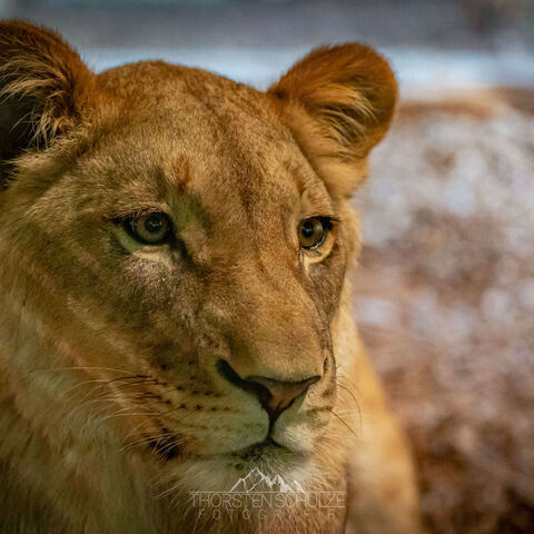 #1981 · Zoo Münster 2023