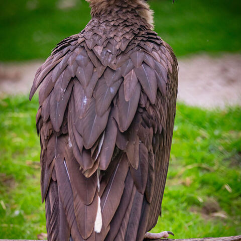 #1957 · Zoo Münster 2023
