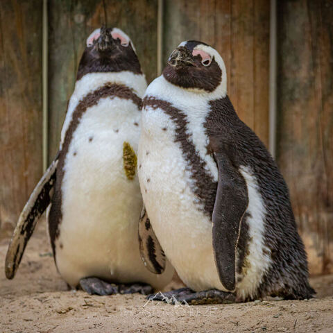 #1998 · Zoo Münster 2023