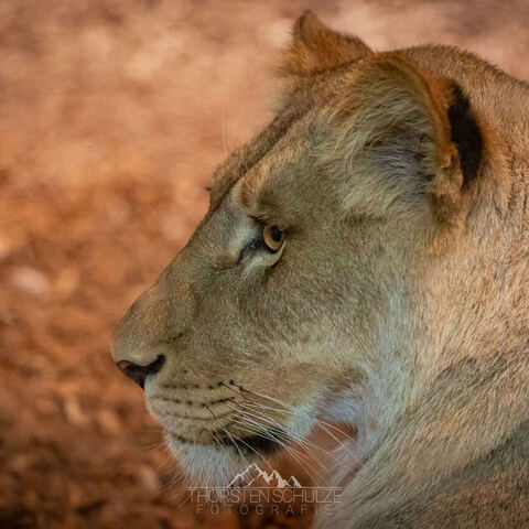 #1980 · Zoo Münster 2023