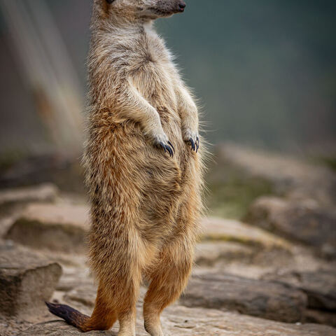 #1963 · Zoo Münster 2023