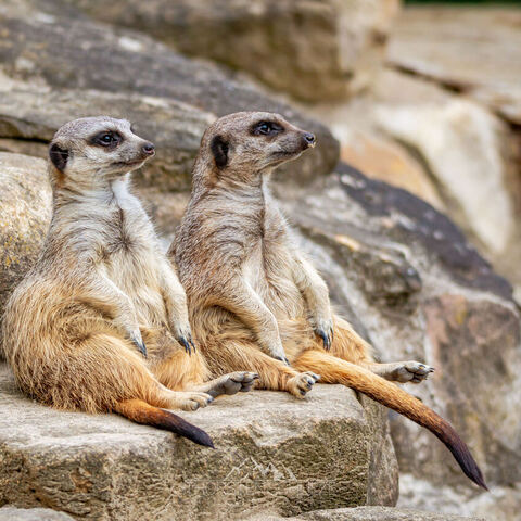 #1966 · Zoo Münster 2023