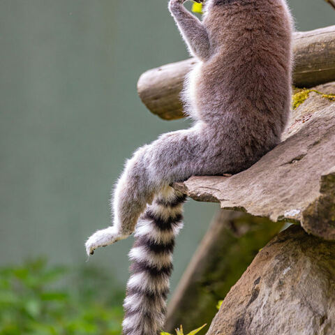 #1982 · Zoo Münster 2023