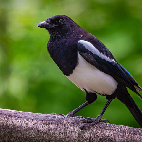 #1970 · Zoo Münster 2023