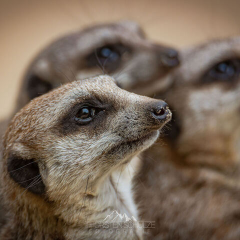 #1964 · Zoo Münster 2023