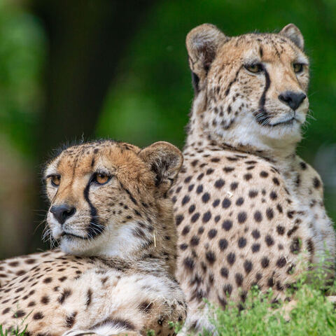 #1977 · Zoo Münster 2023