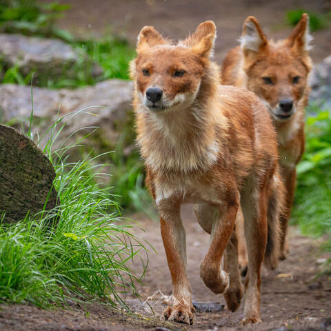 #1954 · Zoo Münster 2023