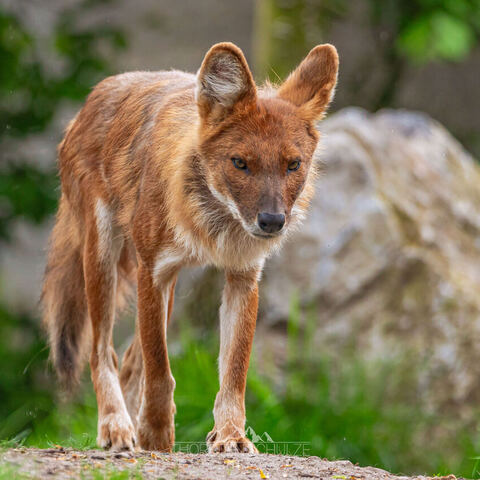 #1953 · Zoo Münster 2023
