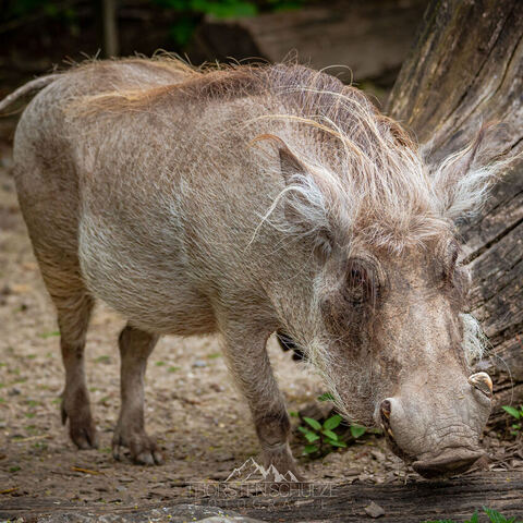 #1945 · Zoo Münster 2023