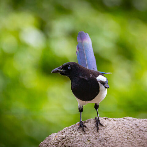 #1972 · Zoo Münster 2023