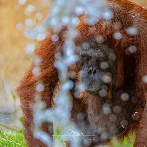 #1951 · Zoo Münster 2023