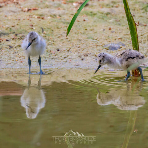 #1996 · Zoo Münster 2023