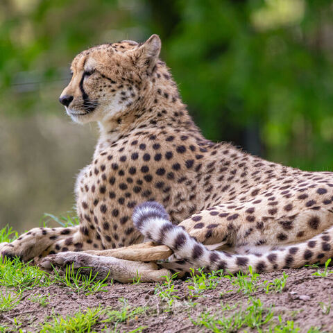 #1974 · Zoo Münster 2023