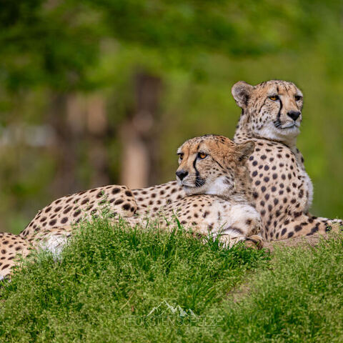 #1978 · Zoo Münster 2023