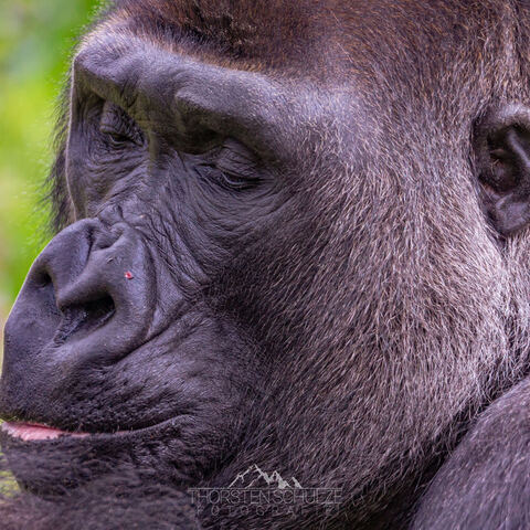 #1992 · Zoo Münster 2023