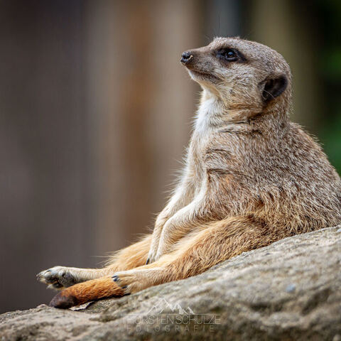 #1968 · Zoo Münster 2023