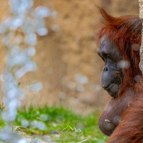 #1952 · Zoo Münster 2023