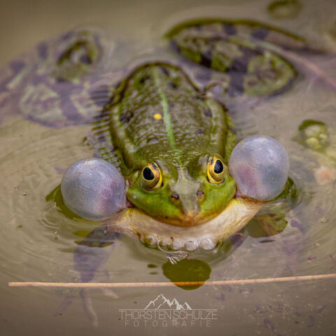 #1946 · Zoo Münster 2023