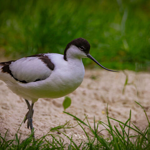 #1995 · Zoo Münster 2023