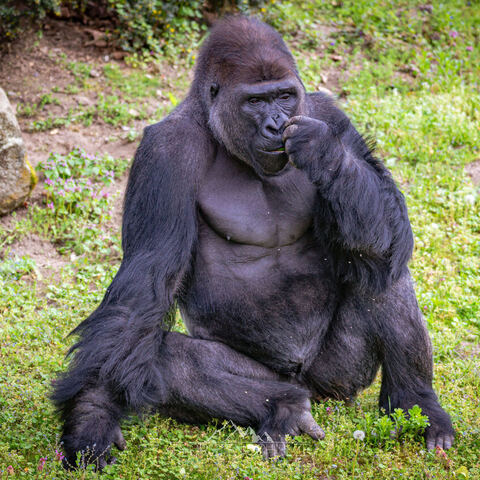 #1993 · Zoo Münster 2023