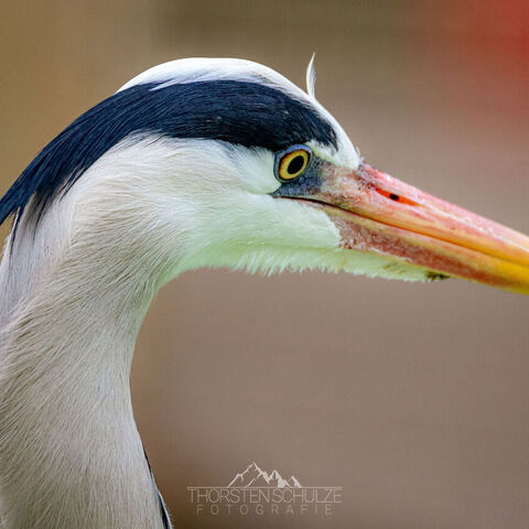 #1949 · Zoo Münster 2023