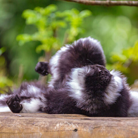 #1985 · Zoo Münster 2023