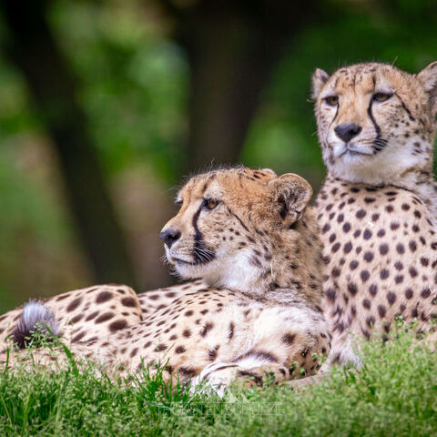 #1976 · Zoo Münster 2023