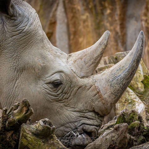 #1961 · Zoo Münster 2023