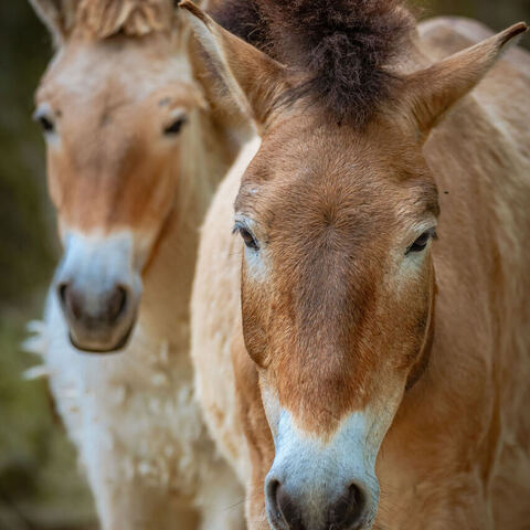 #1956 · Zoo Münster 2023