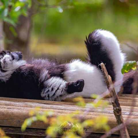 #1984 · Zoo Münster 2023