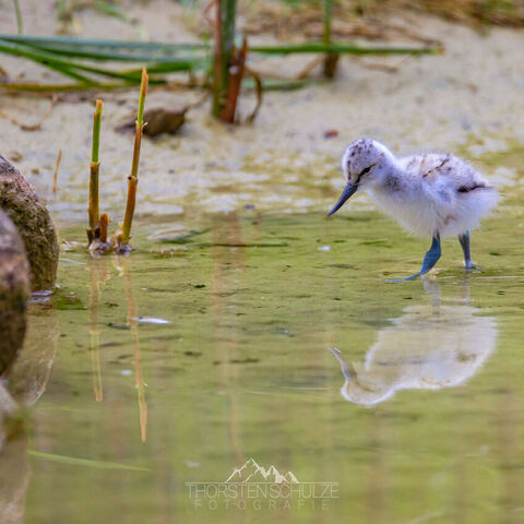 #1994 · Zoo Münster 2023
