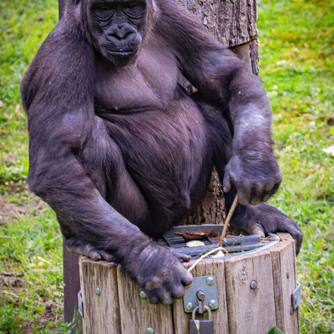 #1990 · Zoo Münster 2023