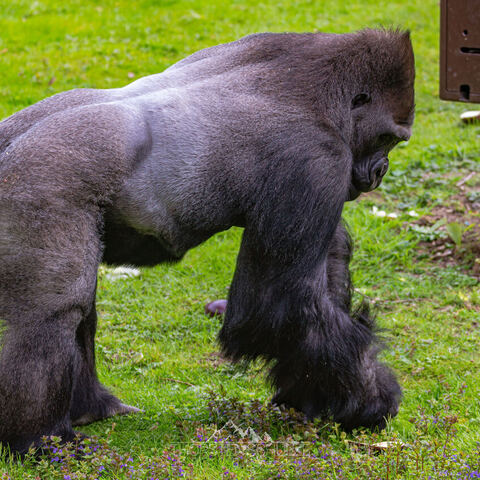 #1991 · Zoo Münster 2023