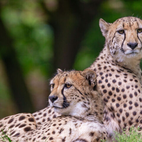 #1975 · Zoo Münster 2023