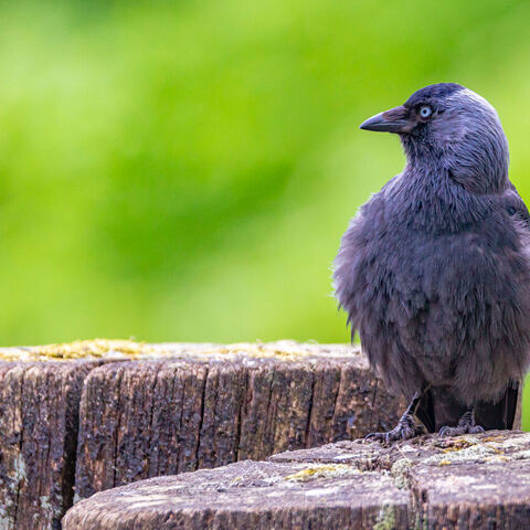 #1962 · Zoo Münster 2023
