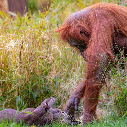 #1950 · Zoo Münster 2023