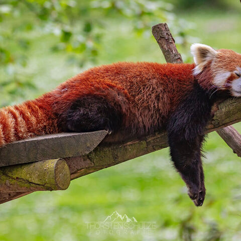 #1969 · Zoo Münster 2023