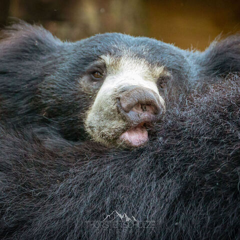 #1955 · Zoo Münster 2023