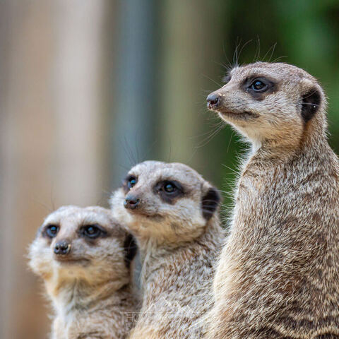 #1967 · Zoo Münster 2023