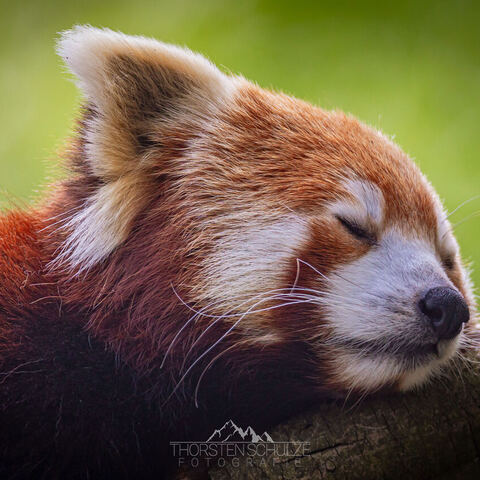 #1971 · Zoo Münster 2023