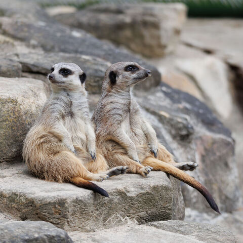 #1965 · Zoo Münster 2023