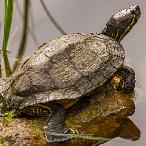 #1983 · Zoo Münster 2023