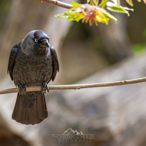 #1987 · Zoo Münster 2023